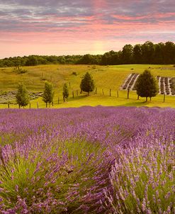 Lavender Field, Horton Bay, Michigan ’14-color