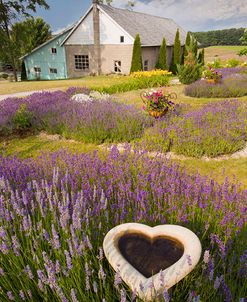 Lavender Heart, Horton Bay, Michigan ’14-color