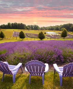 Lavender Chairs, Horton Bay, Michigan ’14-color