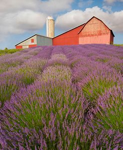 Lavender Farm #2, Horton Bay, Michigan ’14-color