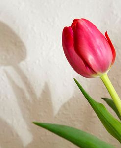 Tulip & Shadow, Phoenix, Arizona ’14-color