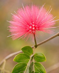 Pink Flower, Tucson, Airizona ’14-color