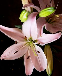 Pink Flowers & Buds, Detroit, Michigan ’14-color