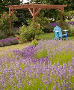 Lavender Field #3