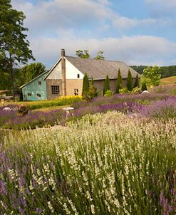 Lavender Home