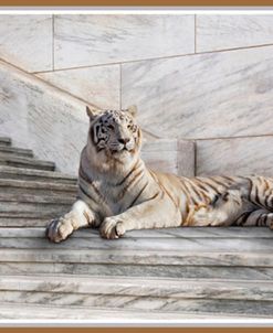 Tiger On Steps