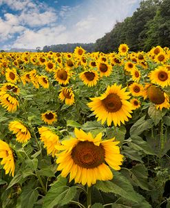 Sunflower Symphony