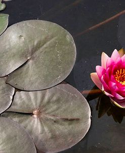 Water Lily #2