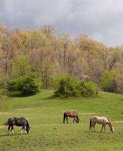 Horses in the Field, West Virginia 09 – color