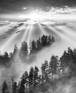 Smoky Mountain Sunrise, Tennessee 13 – Black & White