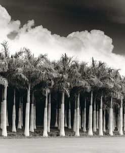 White Palms, Costa Rica
