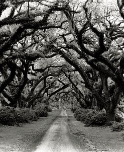 Path In The Oaks #2, Louisiana