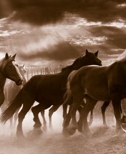 Running Horses And Sunbeams, Rothbury, Michigan