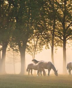 Horses in the mist