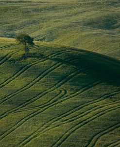 Tuscany IX