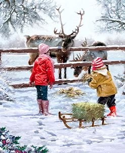 0984 Feeding Reindeer