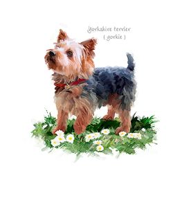 1059 Yorkshire Terrier