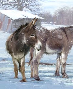 0354 Donkey Pair