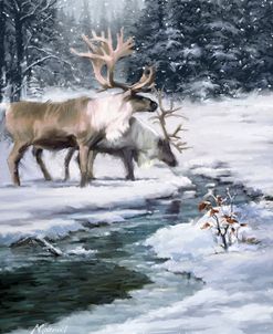 0441 Reindeer