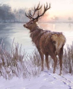 0442 Winter Deer