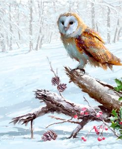 1101 Barn Owl