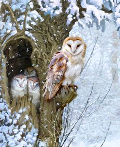 1272 Barn Owl