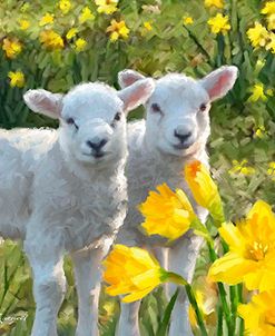 0724 Lambs