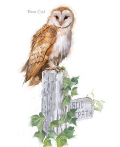 1012 Barn Owl