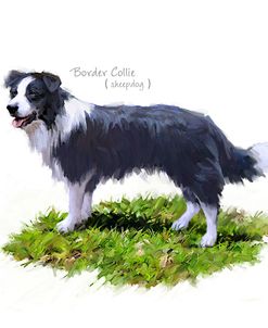 1052 Border Collie