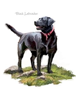 1055 Black Labrador