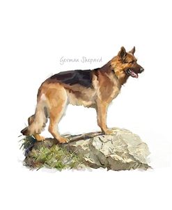 1056 German Shepard