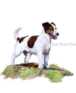 1057 Jack Russel