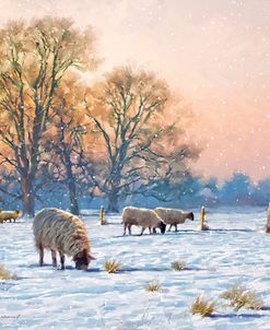 1189 Winter Sheep