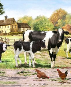 1336 Fresian Cows