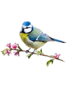 1353 Bluetit