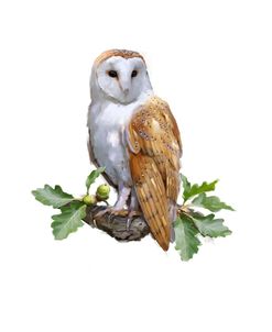 1352 Barn Owl