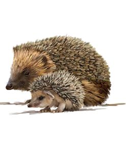 1363 Hedgehog