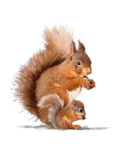 1361 Squirrel