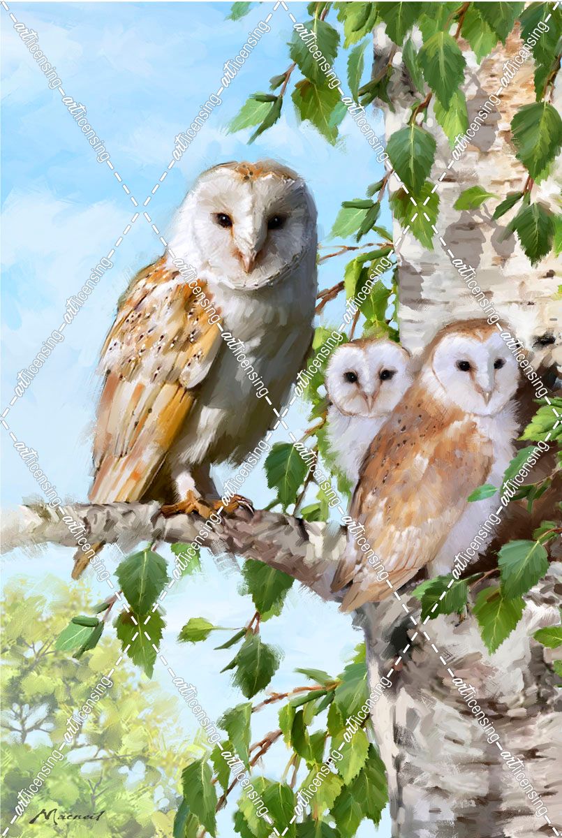 1420 Barn Owl Family
