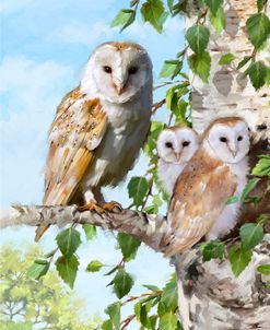 1420 Barn Owl Family