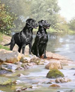 1585 (2) Black Labradors