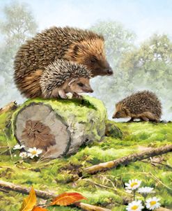 1546 Hedgehog Family 2