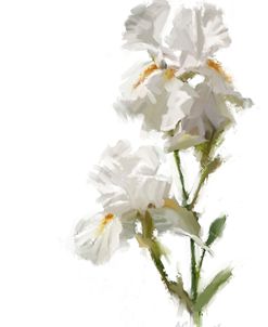 080 White Iris