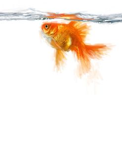 0118 Goldfish