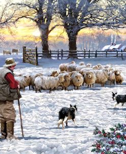 0712 Winter Sheep