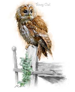 0962 Tawny Owl