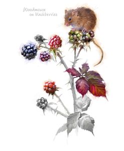 0963 Wood Mouse