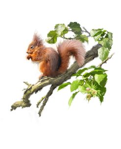 0966 Red Squirrel