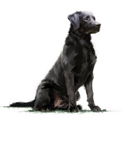 1260 Black Lab