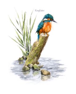 0993 Kingfisher